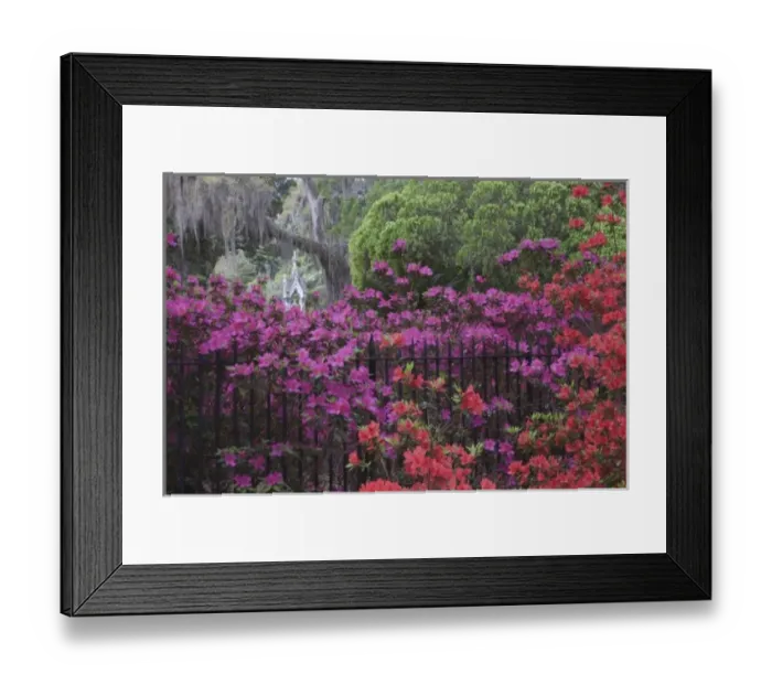 Framed Print : USA, North America, Georgia, Savannah. Azaleas blooming in Bonaventure Cemetery Framed Print : USA, North America, Georgia, Savannah. Azaleas blooming in Bonaventure Cemetery