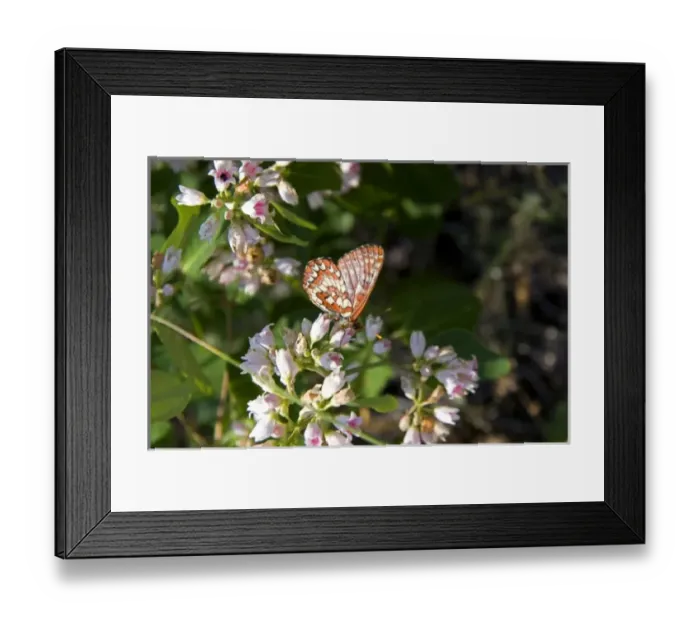 Framed Print : Chalcedon Checkerspot butterfly in the Nymphalidae family located in Idaho