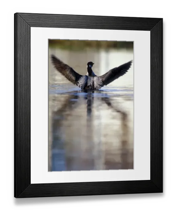 Framed Print : USA, Minnesota, Common Loon, Wing Streach, Leech Lake Framed Print : USA, Minnesota, Common Loon, Wing Streach, Leech Lake