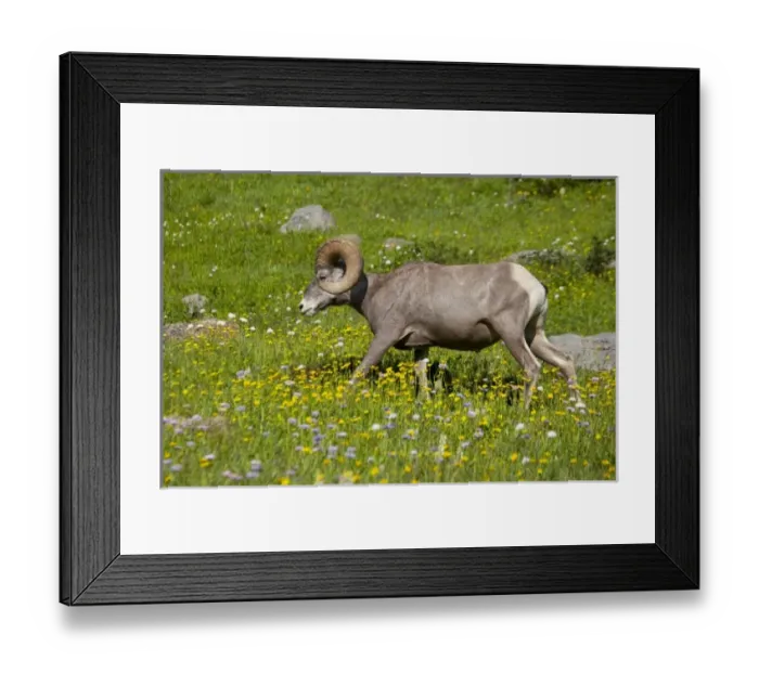 Framed Print : USA, North America, Montana Framed Print : USA, North America, Montana