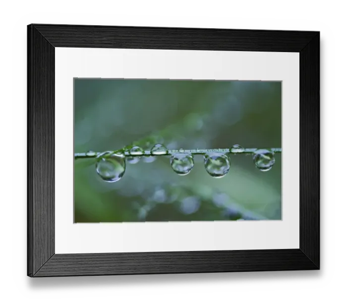 Framed Print : Raindrops on blade of grass, Acadia Nationa Park, Maine