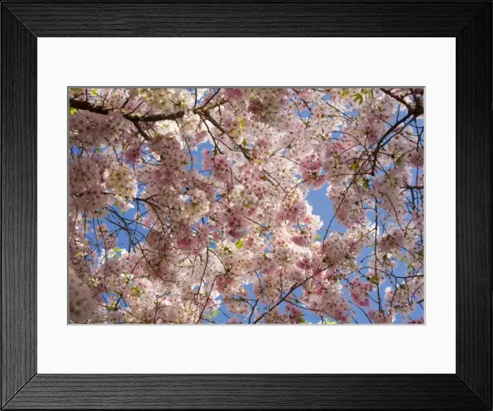 Framed Print : USA, Georgia, Pine Mountain. A tree full of blossoms Framed Print : USA, Georgia, Pine Mountain. A tree full of blossoms
