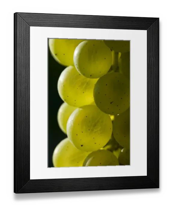 Framed Print : Grapes at Candia Vineyards in Candia, New Hampshire Framed Print : Grapes at Candia Vineyards in Candia, New Hampshire