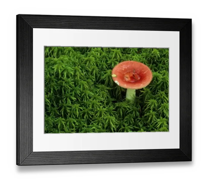 Framed Print : USA, Michigan. Pugent russula mushroom in sphagnum moss. Credit as: Mark Carlson Framed Print : USA, Michigan. Pugent russula mushroom in sphagnum moss. Credit as: Mark Carlson