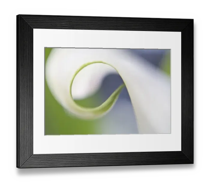 Framed Print : USA, Maine, Harpswell. Close-up of curled calla lily petal Framed Print : USA, Maine, Harpswell. Close-up of curled calla lily petal