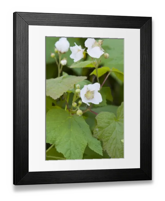 Framed Print : Devils club flowers in the Whitefish Range near Whitefish Montana