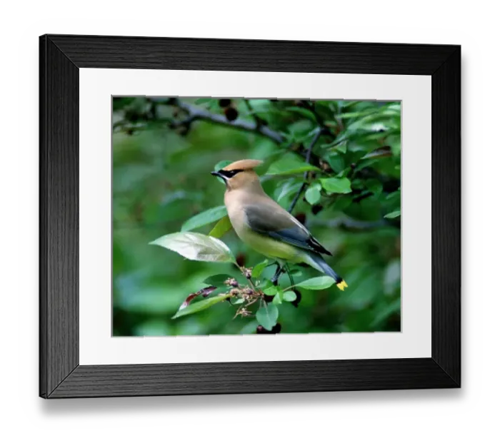 Framed Print : Cedar Waxwing perched on a branch