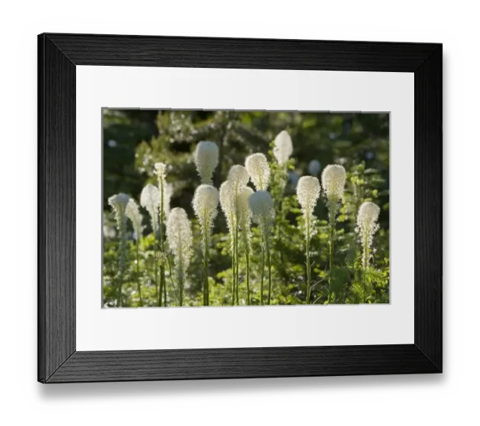 Framed Print : Unknown. Beargrass bloom with backlighting in the Whitefish Range near Whitefish Montana Framed Print : Unknown. Beargrass bloom with backlighting in the Whitefish Range near Whitefish Montana