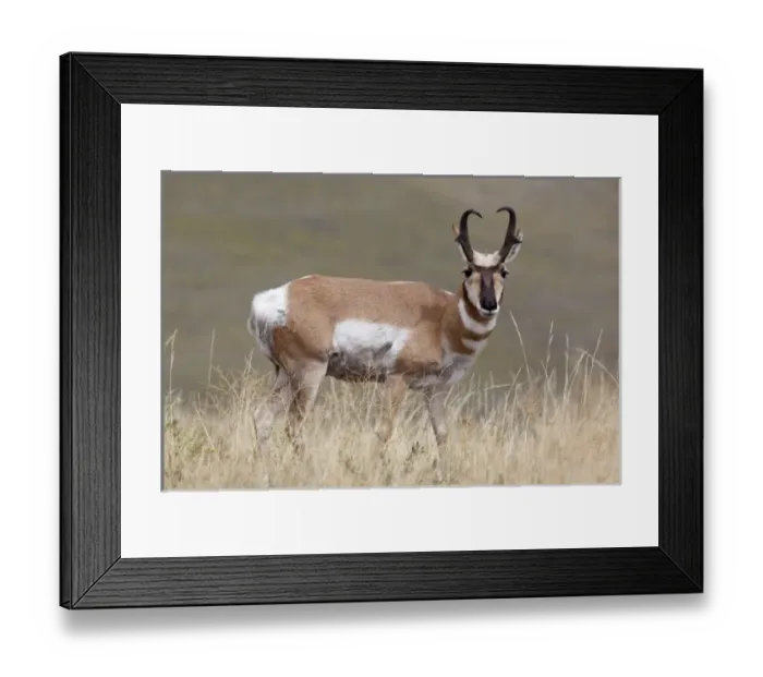 Framed Print : USA, Montana, National Bison Range, Pronghorn antilope, Male, Antilocapra americana Framed Print : USA, Montana, National Bison Range, Pronghorn antilope, Male, Antilocapra americana