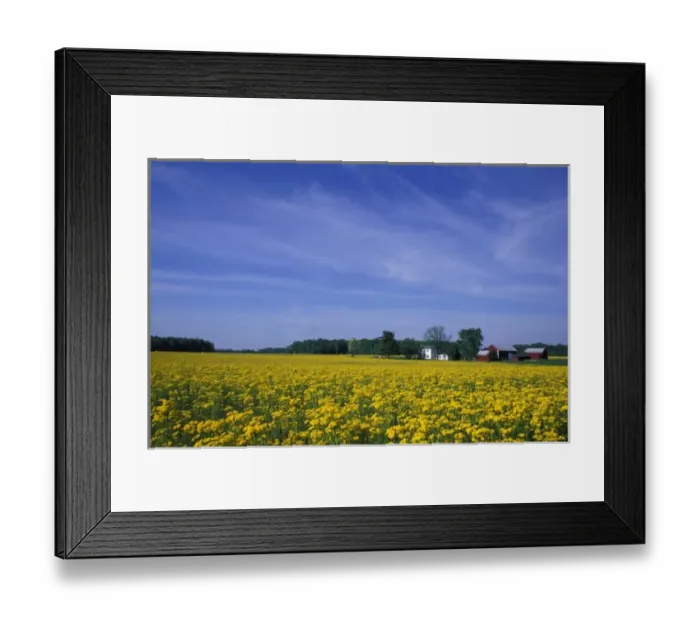 Framed Print : North America, USA, Indiana, Brookville. Wild mustard spring wildflowers on farmland
