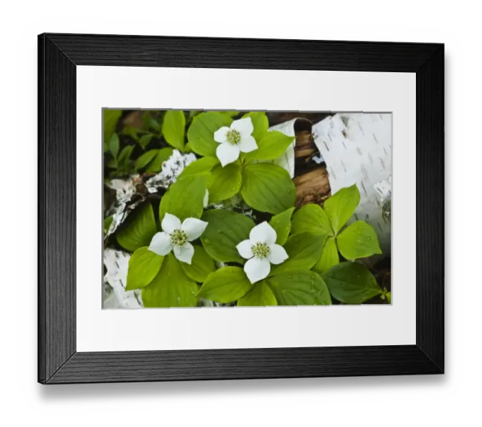 Framed Print : USA, Maine, Acadia National Park. Close-up of bunchberry or dwarf cornel plant on log Framed Print : USA, Maine, Acadia National Park. Close-up of bunchberry or dwarf cornel plant on log