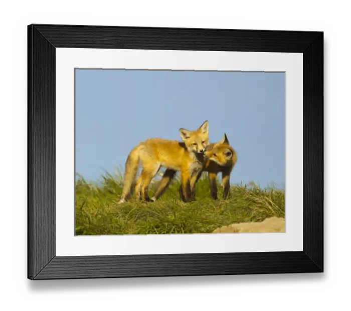 Framed Print : USA, North America, Montana