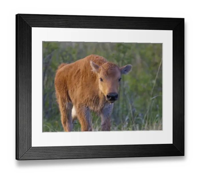 Framed Print : Bison calf at the National Bison Range near Moiese, Montana