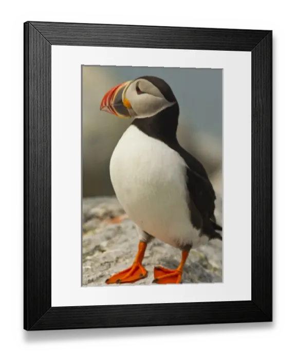 Framed Print : USA, North America, Maine