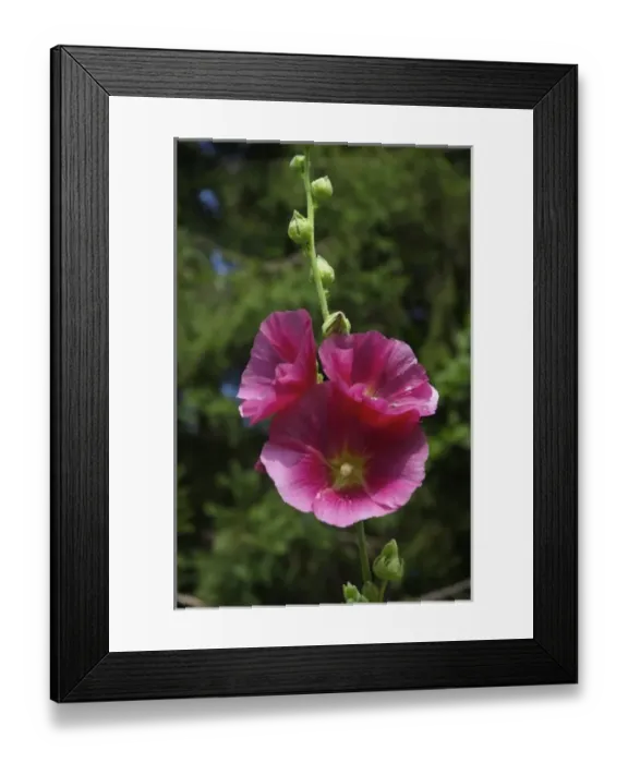 Framed Print : USA, Massachusetts, Berkshires, Stockbridge, pink hollyhock Framed Print : USA, Massachusetts, Berkshires, Stockbridge, pink hollyhock