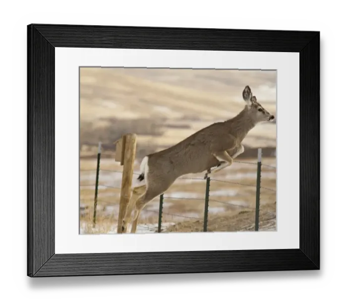 Framed Print : USA, North America, Montana