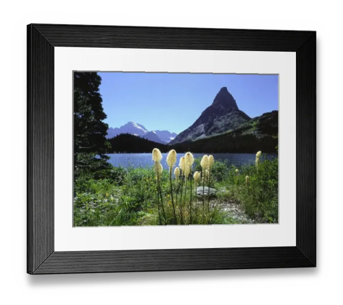 Framed Print : USA, Montana, Glacier NP. Beargrass, shown here at Swiftcurrent Lake below Mt. Wilbur Framed Print : USA, Montana, Glacier NP. Beargrass, shown here at Swiftcurrent Lake below Mt. Wilbur