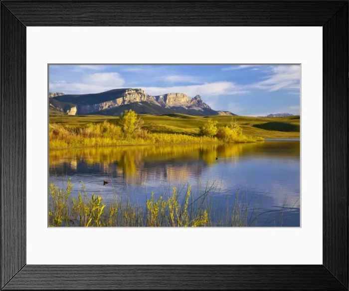 Framed Print : Horned grebes in Anderson Lake with Sawtooth Ridge and the rocky Mountain Front near Augusta Framed Print : Horned grebes in Anderson Lake with Sawtooth Ridge and the rocky Mountain Front near Augusta