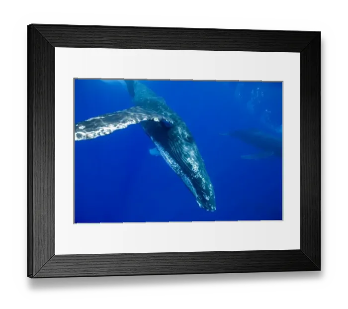 Framed Print : USA, Hawaii, Big Island, Underwater view of Humpback Whales (Megaptera novaengliae) Framed Print : USA, Hawaii, Big Island, Underwater view of Humpback Whales (Megaptera novaengliae)