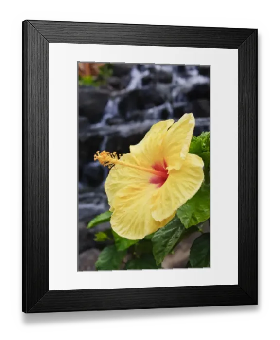 Framed Print : Big Island, Hawaii. Hibiscus flower the Big Island Hawaii