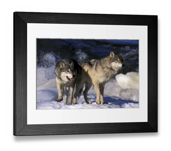 Framed Print : North America, USA, Minnesota. Wolves (Canis lupus)