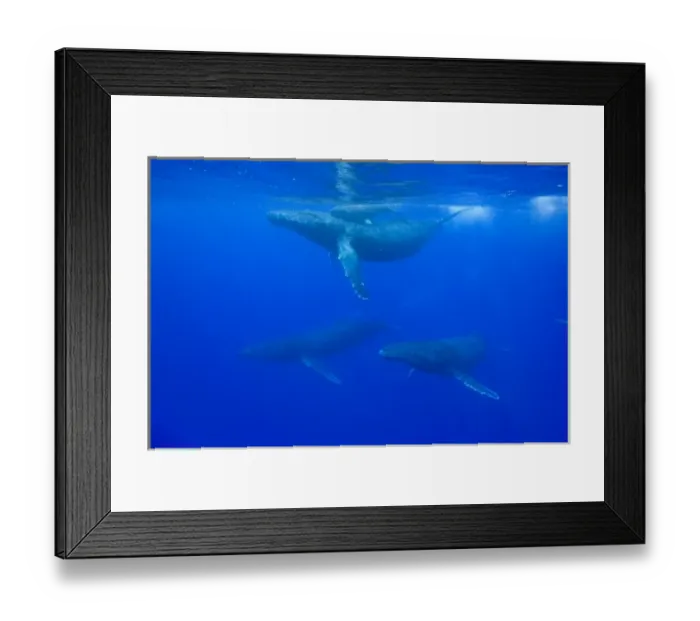Framed Print : USA, Hawaii, Big Island, Underwater view of Humpback Whale Cow and Calf (Megaptera Framed Print : USA, Hawaii, Big Island, Underwater view of Humpback Whale Cow and Calf (Megaptera