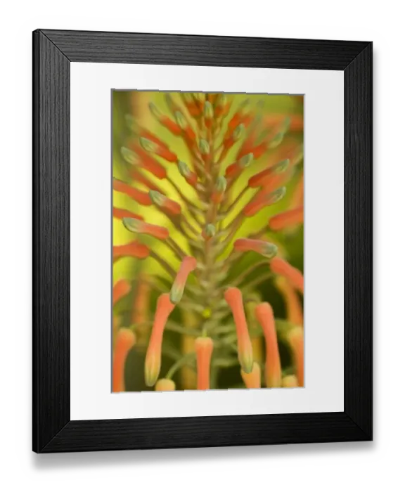 Framed Print : USA, North America, Georgia