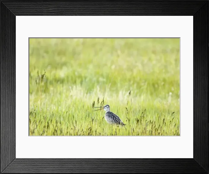 Framed Print : Marbled godwit in prairie grasslands in the Sun River Wildlife Management Area near Augusta Framed Print : Marbled godwit in prairie grasslands in the Sun River Wildlife Management Area near Augusta