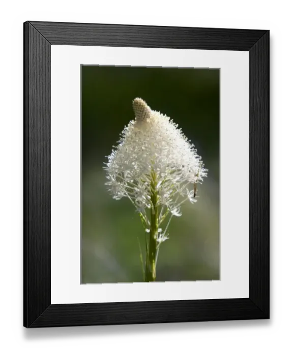 Framed Print : The white flower of Bear Grass north of Salmon, Idaho Framed Print : The white flower of Bear Grass north of Salmon, Idaho