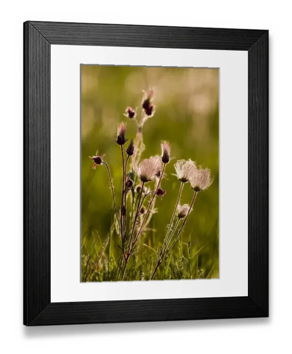 Framed Print : USA, North America, Montana Framed Print : USA, North America, Montana