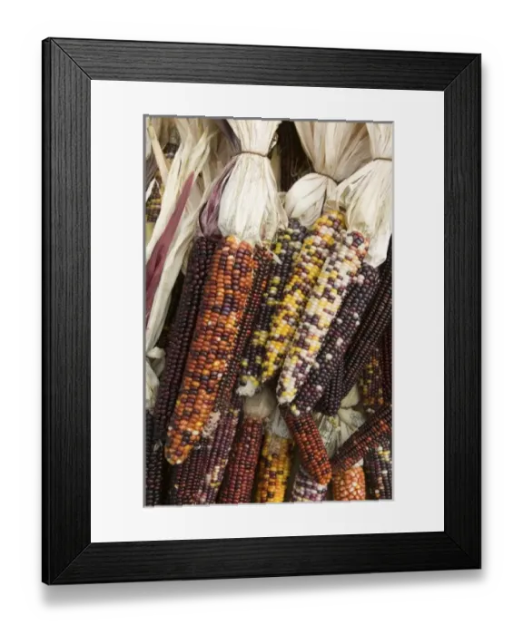 Framed Print : USA, Massachusetts, Central, CONCORD: Dried Native Corn / Autumn Framed Print : USA, Massachusetts, Central, CONCORD: Dried Native Corn / Autumn