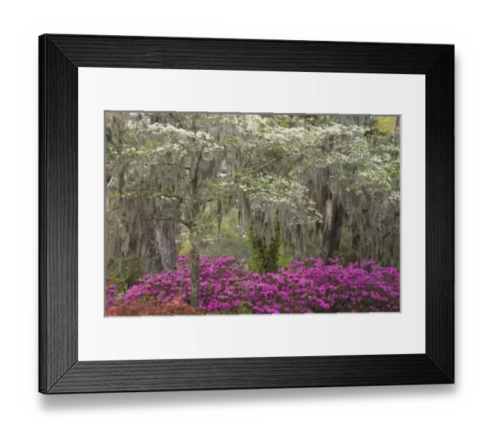 Framed Print : USA; Georgia; Savannah. Azaleas and dogwood blooming in the spring at historic bonaventure Cemetery Framed Print : USA; Georgia; Savannah. Azaleas and dogwood blooming in the spring at historic bonaventure Cemetery