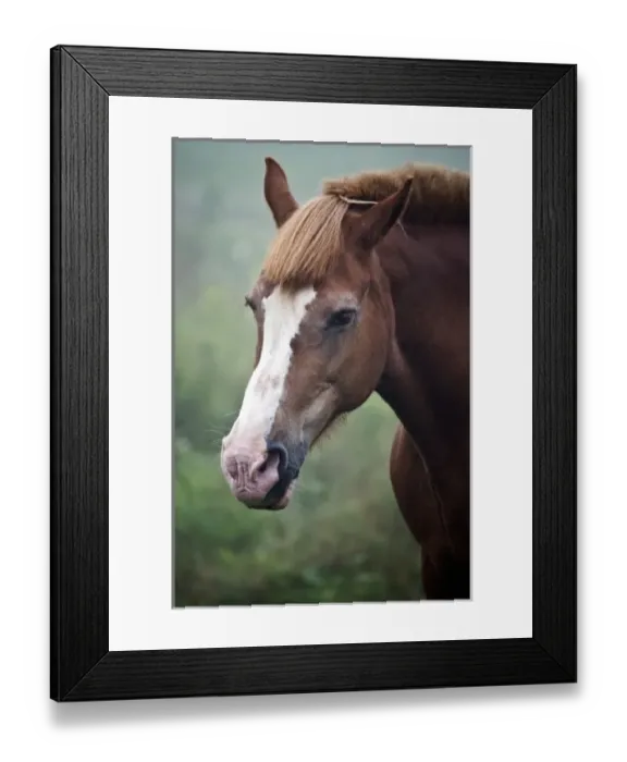 Framed Print : USA, Maine, Harpswell. Portrait of horse on a foggy day Framed Print : USA, Maine, Harpswell. Portrait of horse on a foggy day