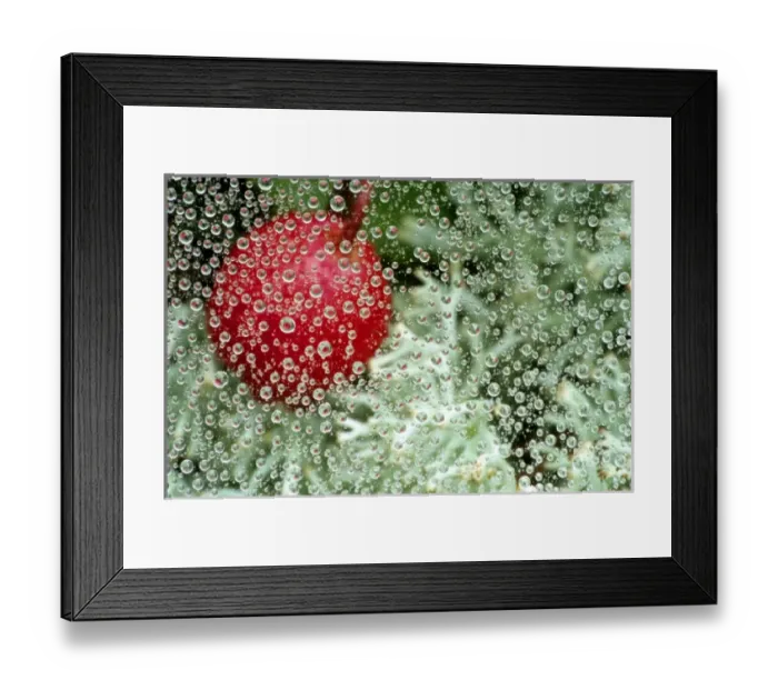 Framed Print : USA, Michigan. Wintergreen berry and reindeer lichen reflect in dew-covered strands Framed Print : USA, Michigan. Wintergreen berry and reindeer lichen reflect in dew-covered strands