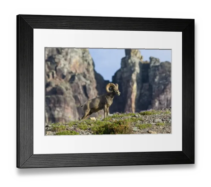 Framed Print : USA, North America, Montana