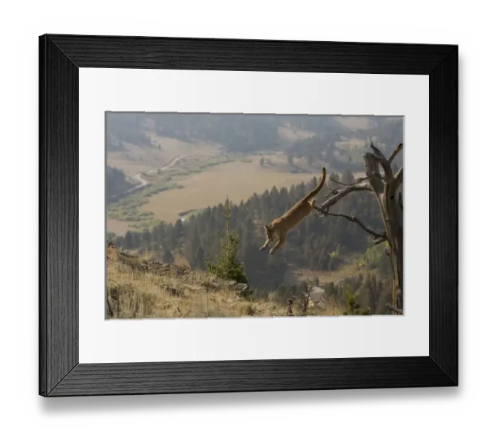 Framed Print : USA, North America, Montana