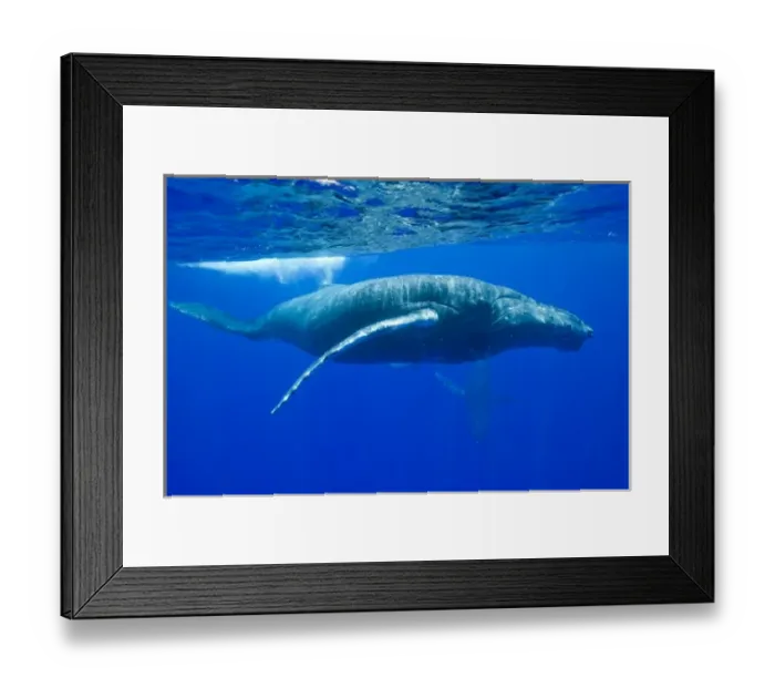 Framed Print : USA, Hawaii, Big Island, Underwater view of Humpback Whales (Megaptera novaengliae) Framed Print : USA, Hawaii, Big Island, Underwater view of Humpback Whales (Megaptera novaengliae)