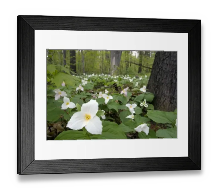 Framed Print : Trillium flowering plants growing wild in a woodlot in Michigan, USA