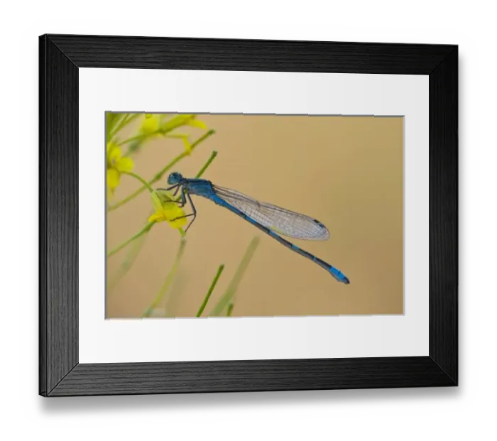 Framed Print : USA, Montana, Lee Metcalf National Wildlife Refuge. Blue damselfly on plant in morning light
