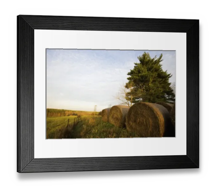 Framed Print : Hay bales on a farm in Groton, MA Framed Print : Hay bales on a farm in Groton, MA