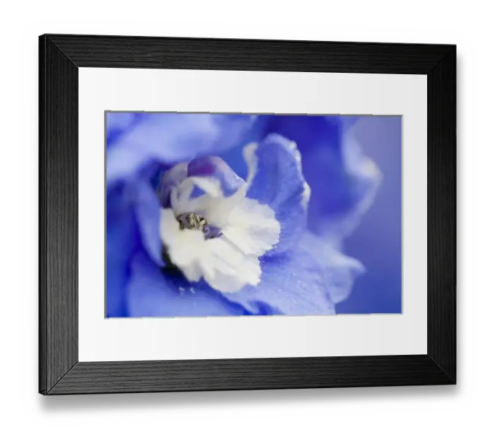 Framed Print : USA, Georgia, Pine Mountain. a closeup of a delphinium blossom Framed Print : USA, Georgia, Pine Mountain. a closeup of a delphinium blossom