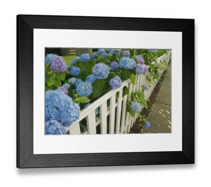 Framed Print : North America, USA, Massachusetts, Marthas Vineyard, Edgartown. Purple and blue Framed Print : North America, USA, Massachusetts, Marthas Vineyard, Edgartown. Purple and blue