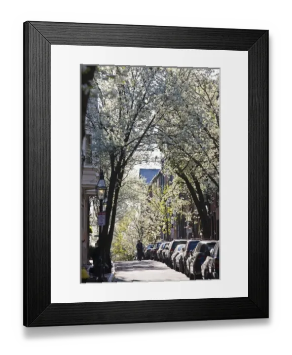 Framed Print : USA, Massachusetts, Boston, Beacon Hill. Pinckney Street, spring blossoms