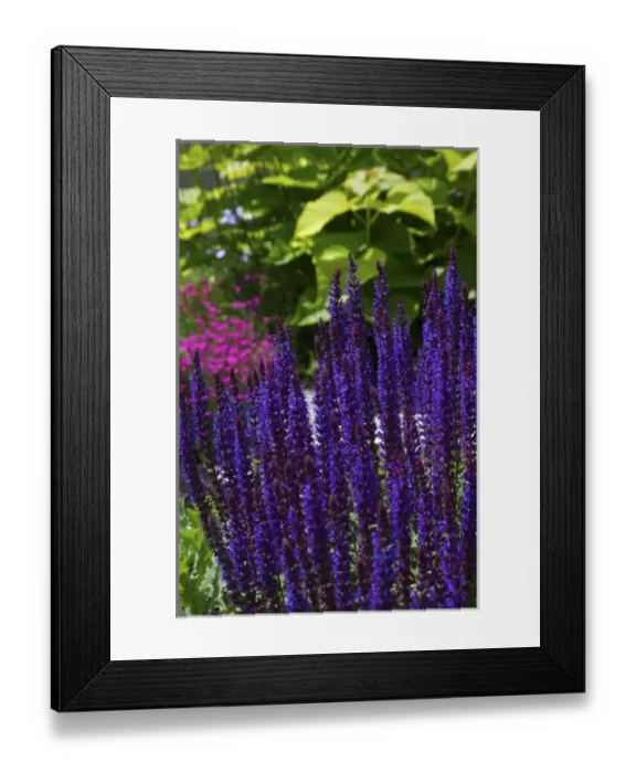 Framed Print : USA; Massachusetts; Boylston; Tower Hill Botanic Garden; purple liatris Framed Print : USA; Massachusetts; Boylston; Tower Hill Botanic Garden; purple liatris