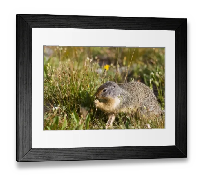 Framed Print : USA, North America, Montana