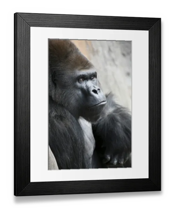 Framed Print : Silverback Gorilla at the Audubon Zoo, New Orleans, Louisanna Framed Print : Silverback Gorilla at the Audubon Zoo, New Orleans, Louisanna