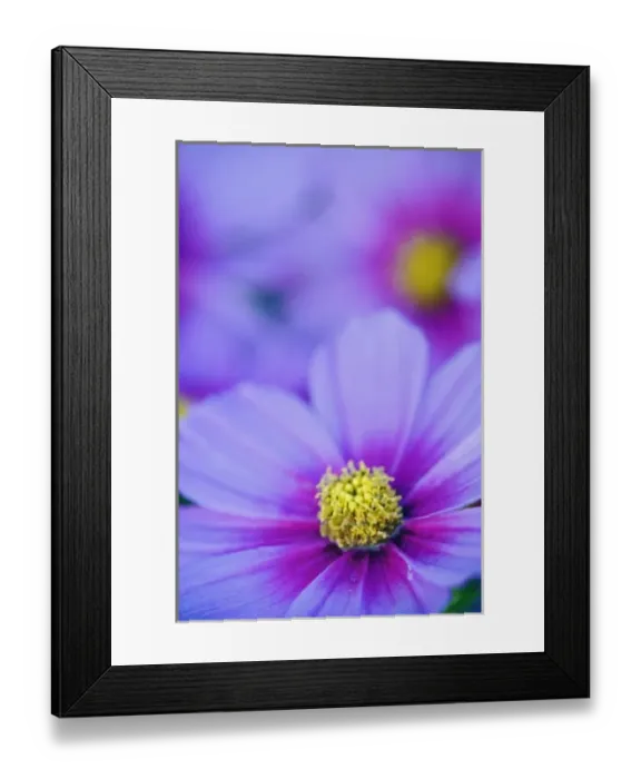 Framed Print : Close-up of Cosmos flowers, Cosmos bipinnatus, Maine Framed Print : Close-up of Cosmos flowers, Cosmos bipinnatus, Maine