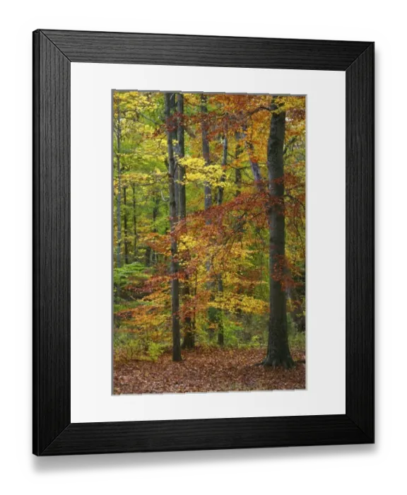 Framed Print : USA, Indiana, McCormics Creek State Park Framed Print : USA, Indiana, McCormics Creek State Park
