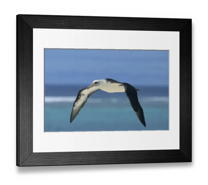 Framed Print : Laysan Albatross (Phoebastria immutabilis) In flight, Midway Atoll, North Pacific Framed Print : Laysan Albatross (Phoebastria immutabilis) In flight, Midway Atoll, North Pacific