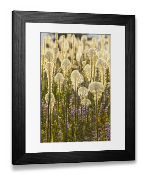 Framed Print : USA, North America, Montana Framed Print : USA, North America, Montana